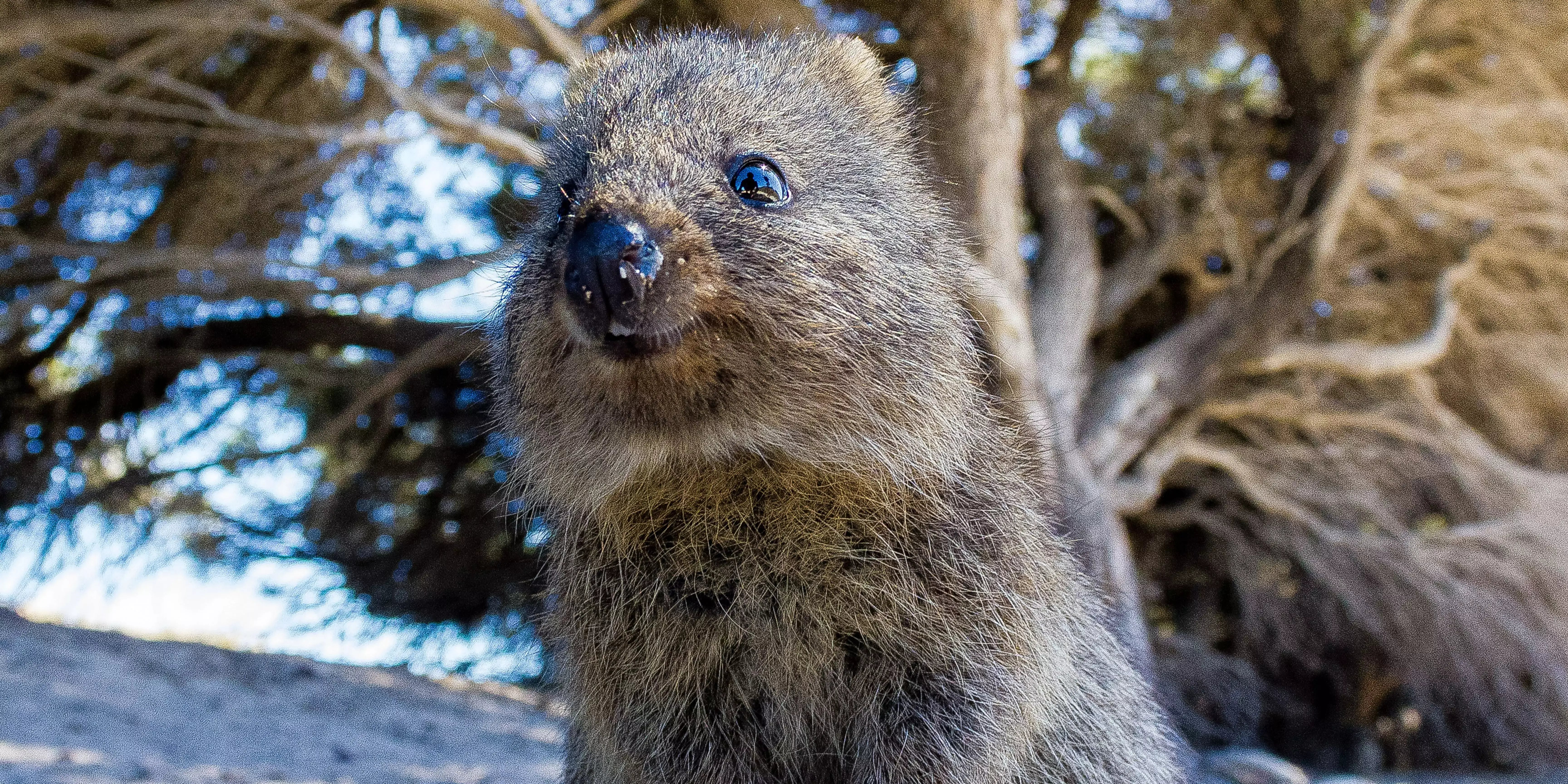 Niedlicher Quokka im Margaret River-Gebiet bei Perth, Westaustralien.